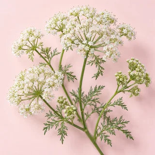 Cnidium Monnieri